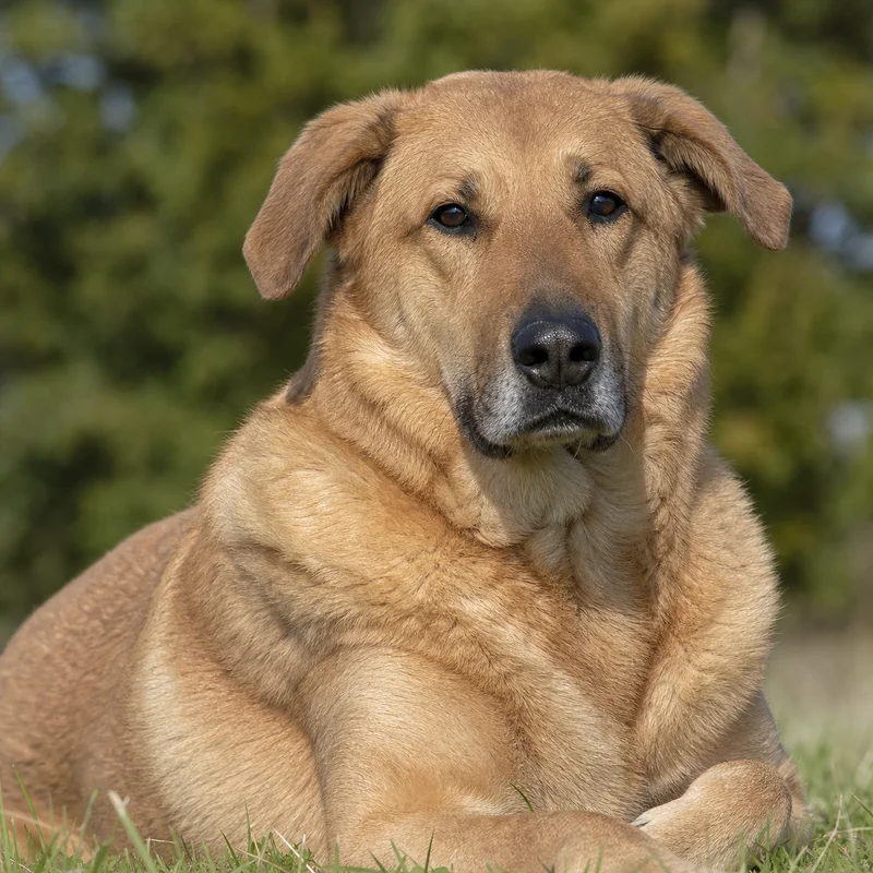 Chinook — relaxed