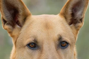 Chinook — eyes