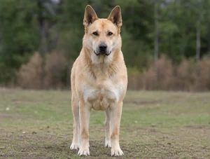 Chinook — front