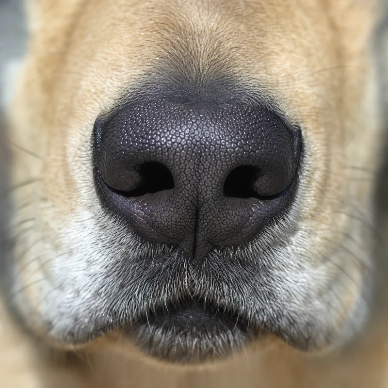 Chinook — nose