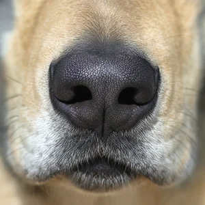Chinook — nose