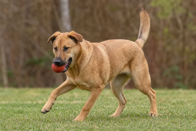 Chinook — playing