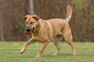 Chinook — playing