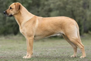 Chinook dog