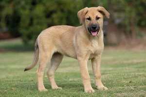 Chinook — puppy (~4 mo)