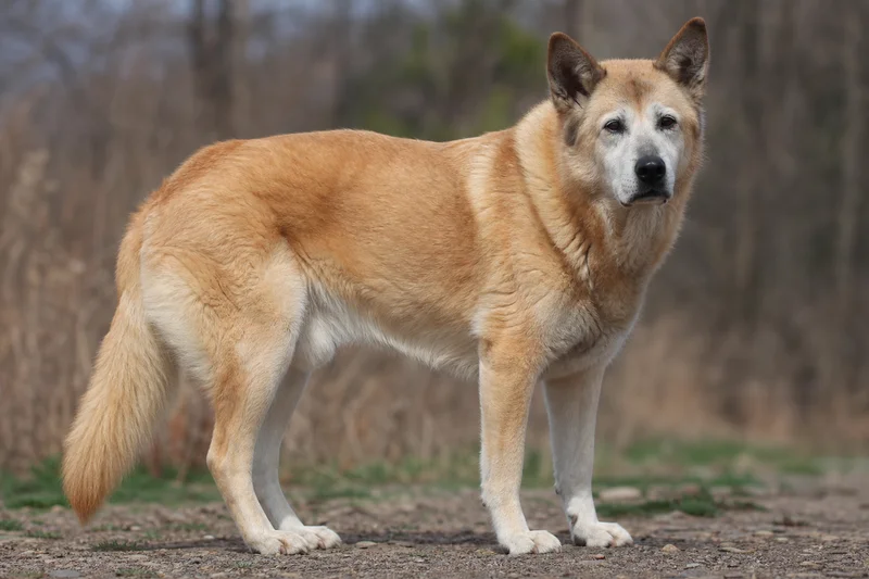 Chinook — senior