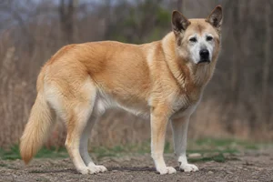 Chinook — senior