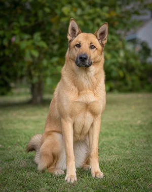 Chinook — sitting