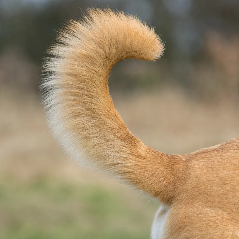Chinook — tail
