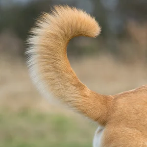 Chinook — tail