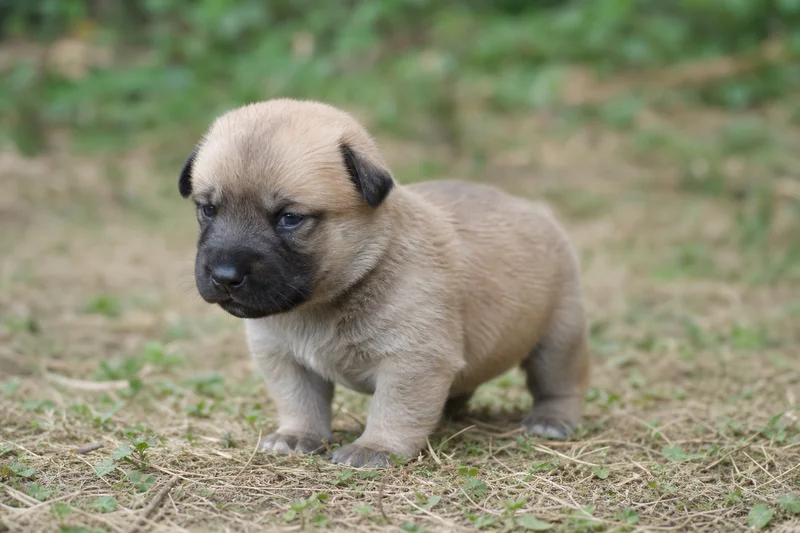 Chinook — young puppy (~1 mo)