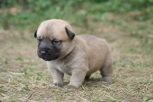 Chinook — young puppy (~1 mo)