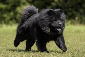 Chow Chow — running