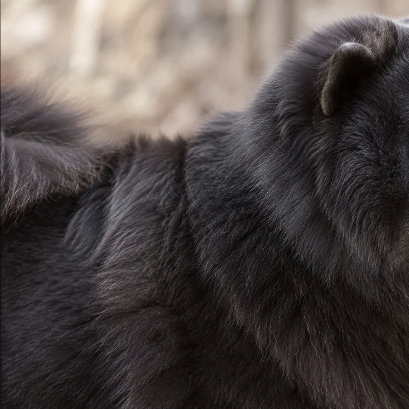 Chow Chow — coat texture