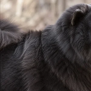Chow Chow — coat texture