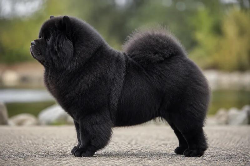 Chow Chow — black coat