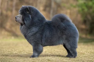 Chow Chow — blue coat