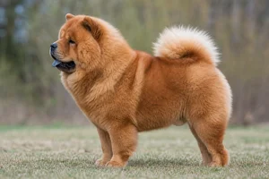 Chow Chow — cinnamon coat