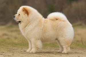 Chow Chow — cream coat