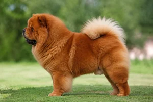 Chow Chow — red coat