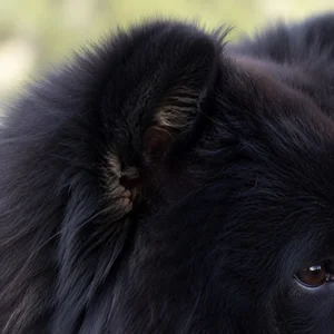 Chow Chow — ears