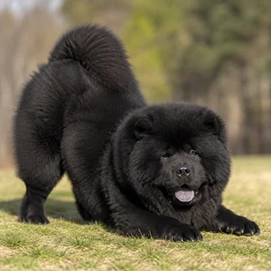Chow Chow — playful