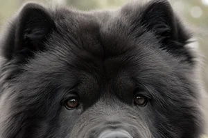 Chow Chow — eyes