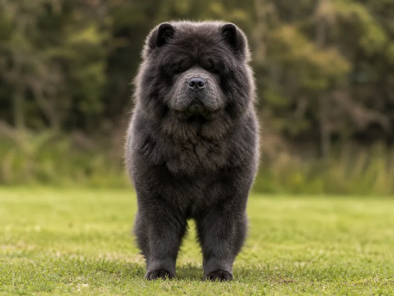 Chow Chow — front