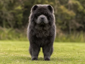Chow Chow — front