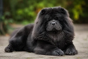 Chow Chow — lying down
