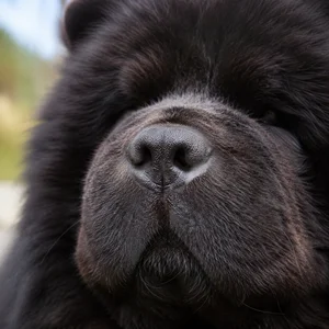 Chow Chow — nose