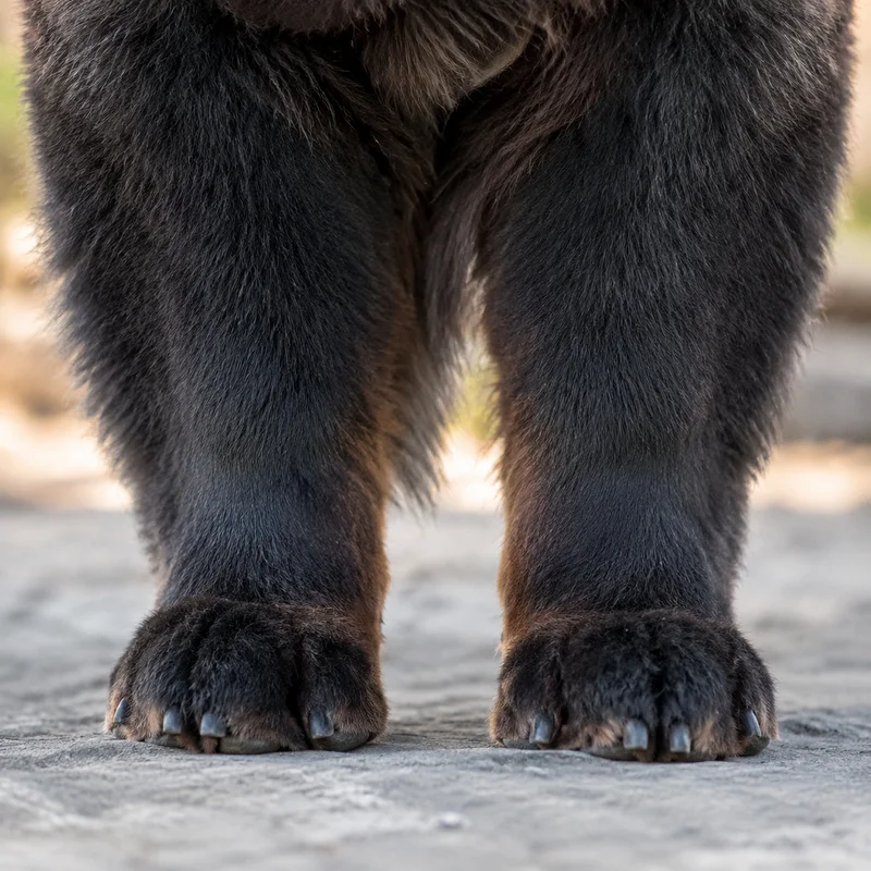 Chow Chow — paws