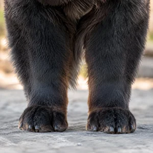 Chow Chow — paws