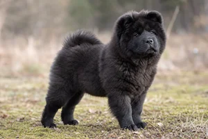 Chow Chow — puppy (~4 mo)