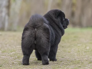 Chow Chow — rear