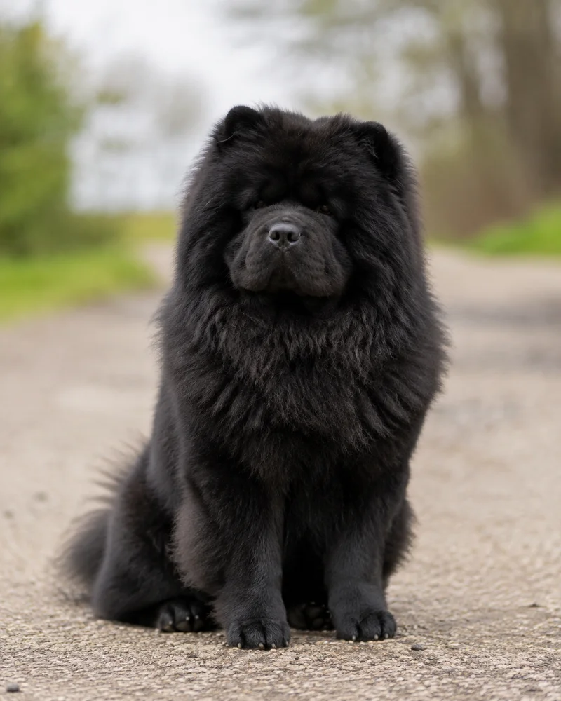 Chow Chow — sitting
