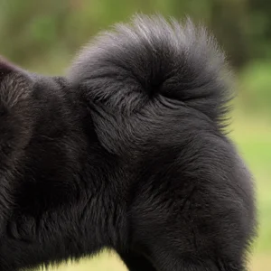 Chow Chow — tail
