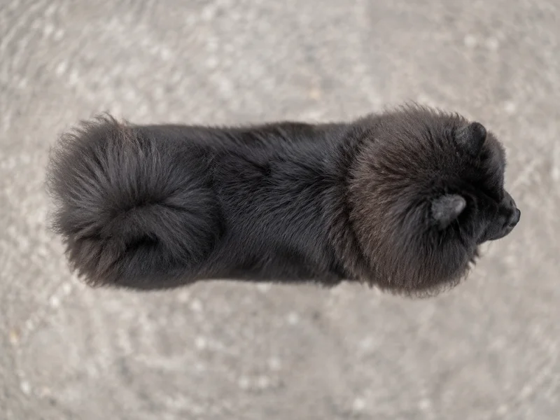 Chow Chow — top