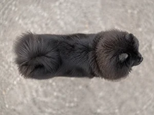 Chow Chow — top