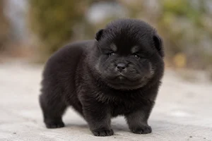 Chow Chow — young puppy (~1 mo)