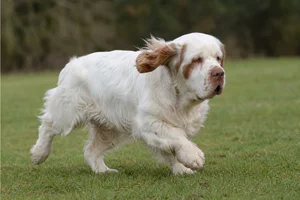 Clumber Spaniel — running