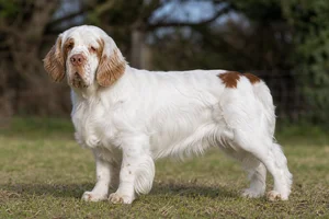 Clumber Spaniel — adult