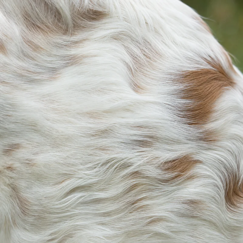 Clumber Spaniel — coat texture