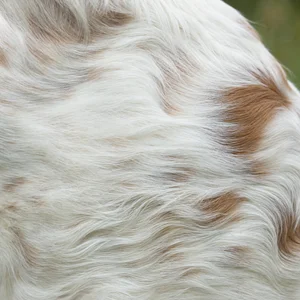 Clumber Spaniel — coat texture