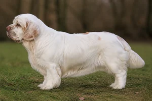 Clumber Spaniel — White with lemon markings coat