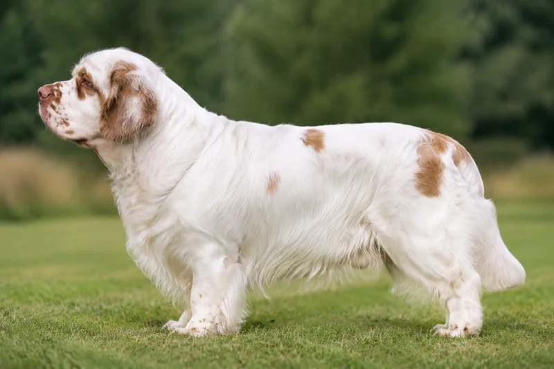 Clumber Spaniel — White with orange markings coat