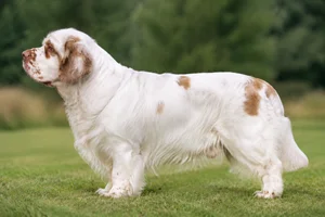 Clumber Spaniel — White with orange markings coat