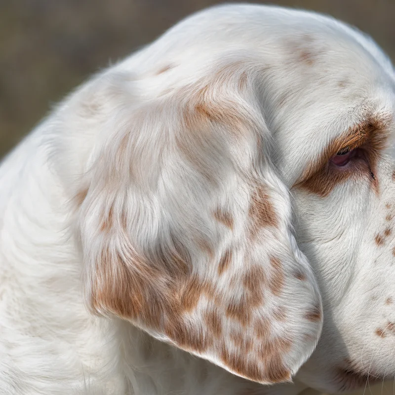 Clumber Spaniel — ears