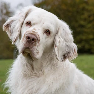 Clumber Spaniel — alert