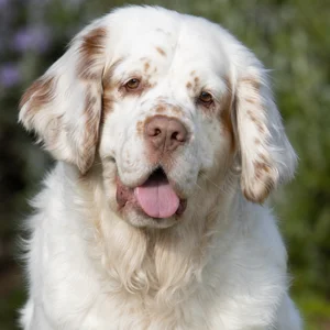 Clumber Spaniel — happy